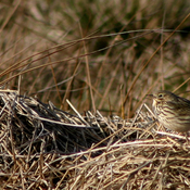 Meadow Pipit
